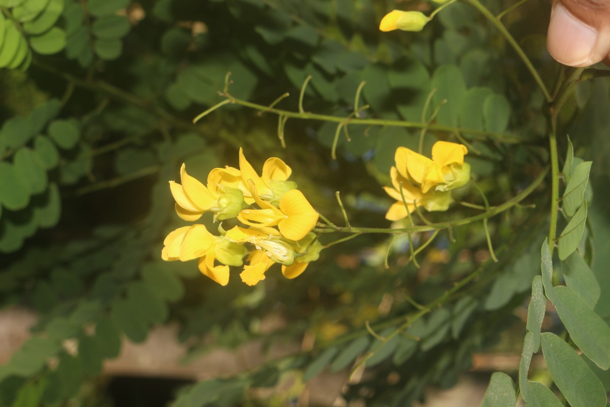 Calpurnia aurea (Aiton) Benth.